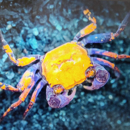 Halloween vampire crab 2cm x 5pc