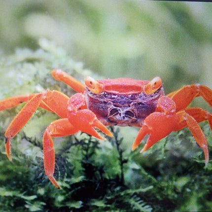Red tomato vampire crab 2cm x 5pc