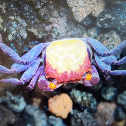 Orange eye Vampire crab 2cm x 5pc