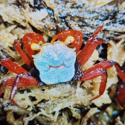 Golden eye vampire crab 2cm x 5pc