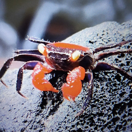 Red devil vampire crab 2cm x 5pc
