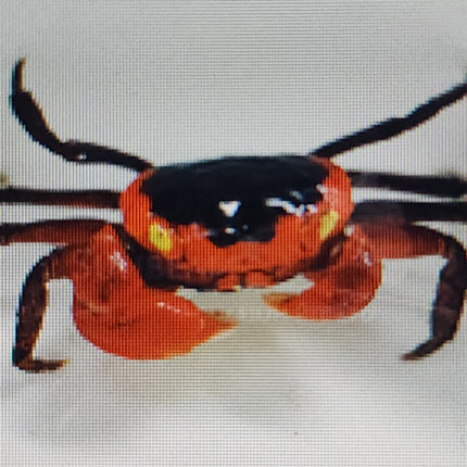 Red apple vampire crab 2cm x 5pc