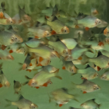 Platinum Green tiger barb 3cm