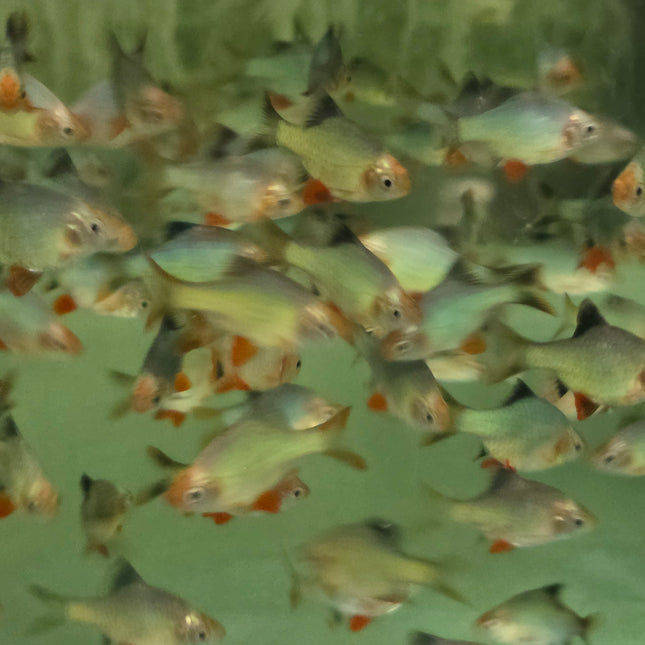 Platinum Green tiger barb 3cm