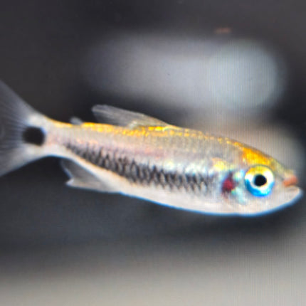 Red lipstick tetra 2.5cm