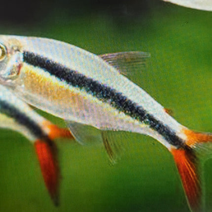 Red tail penguin tetra 2.5cm