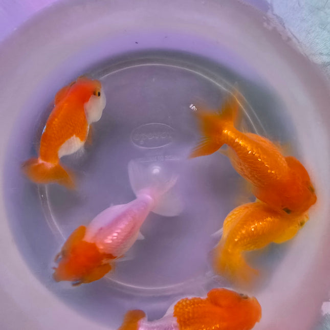 Assorted Ranchu Goldfish