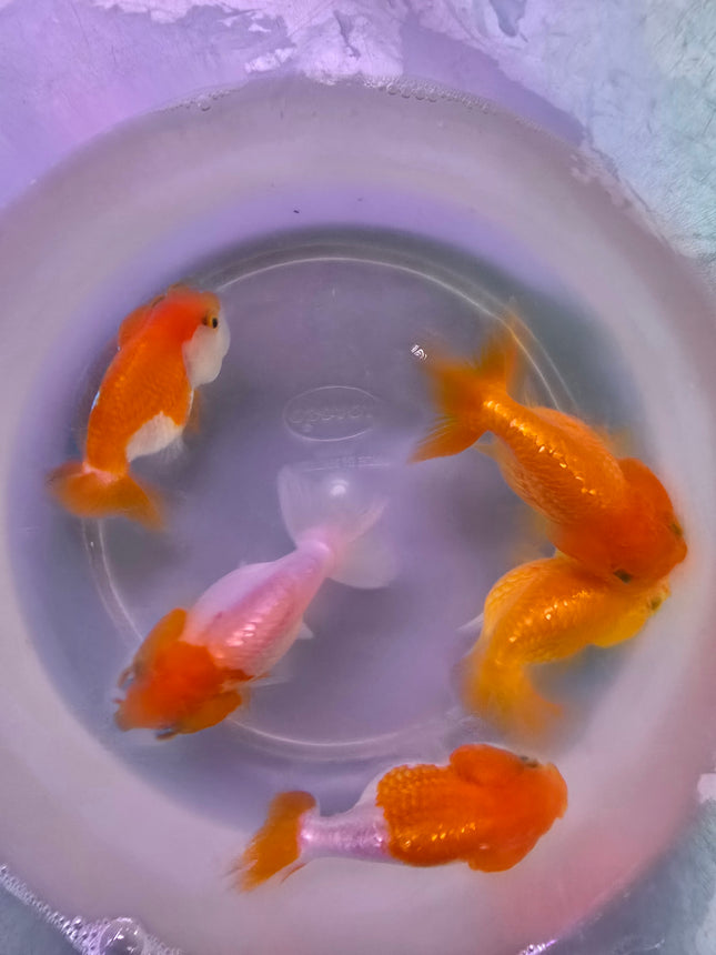 Assorted Ranchu Goldfish