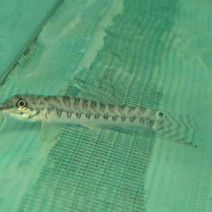 Zipper loach 5cm