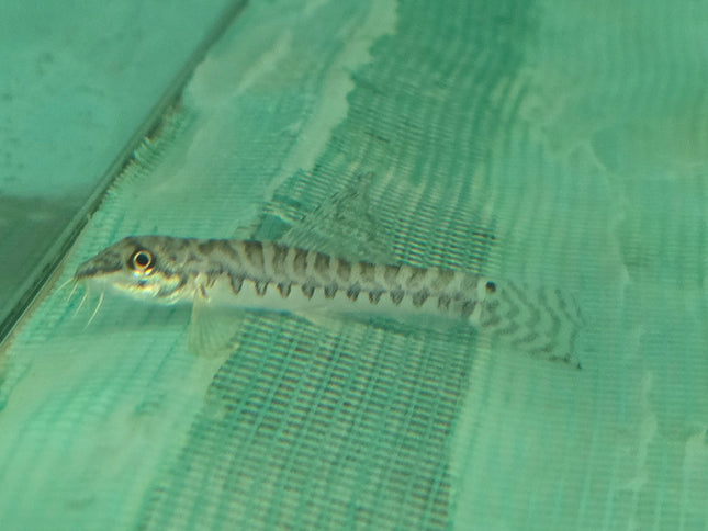 Zipper loach 5cm