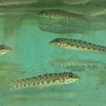 Zipper loach 5cm