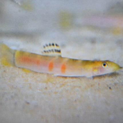 Sumo loach 5cm