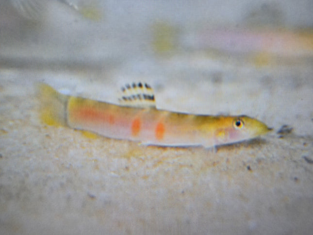 Sumo loach 5cm