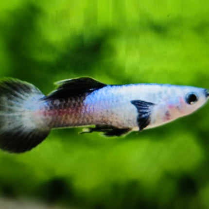 Platinum panda endler guppy 1.5cm