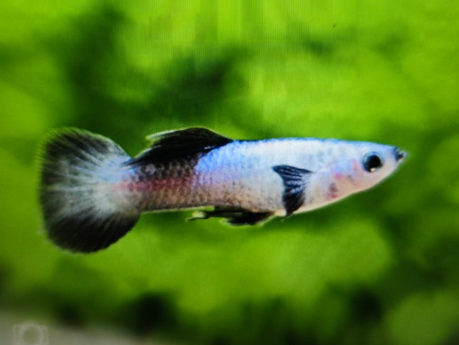 Platinum panda endler guppy 1.5cm