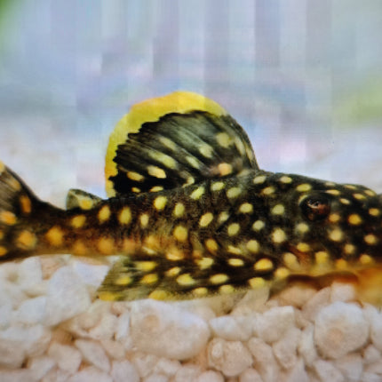 Pleco L18 Golden nugget  6-8cm