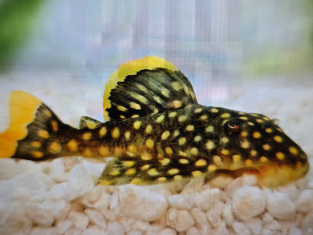 Pleco L18 Golden nugget  6-8cm
