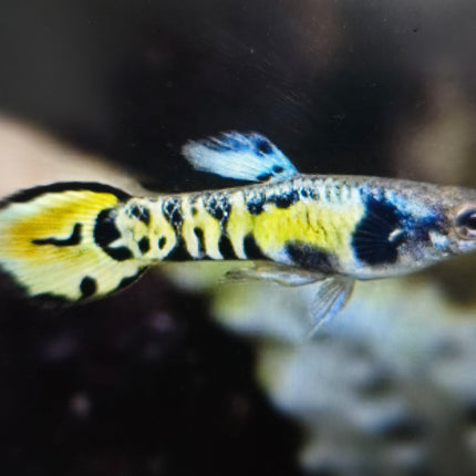 Tiger endler guppy male 1.5cm