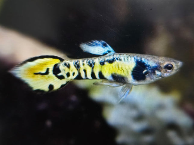 Tiger endler guppy male 1.5cm