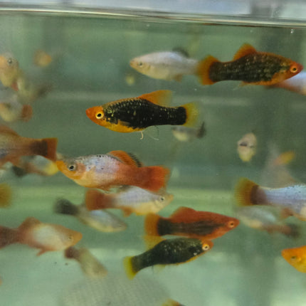 Assorted Platy 3cm