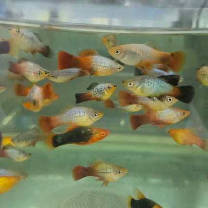 Assorted Platy 3cm
