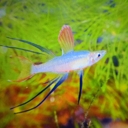 Threadfin rainbow 2.5-3cm