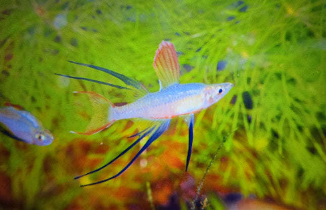 Threadfin rainbow 2.5-3cm