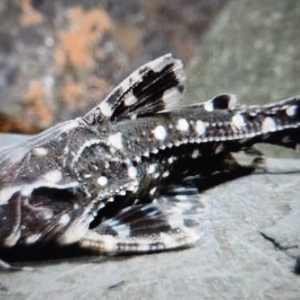 White spotted doradid 5cm