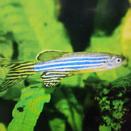 Zebra danio longfin 2.5cm