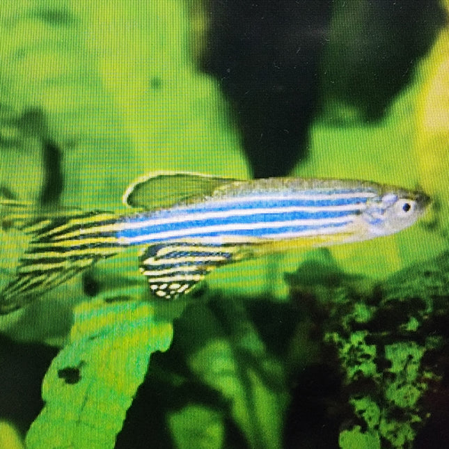 Zebra danio longfin 2.5cm