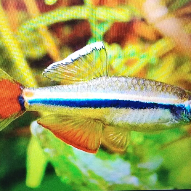 Vietnamese white cloud minnow 2.5cm
