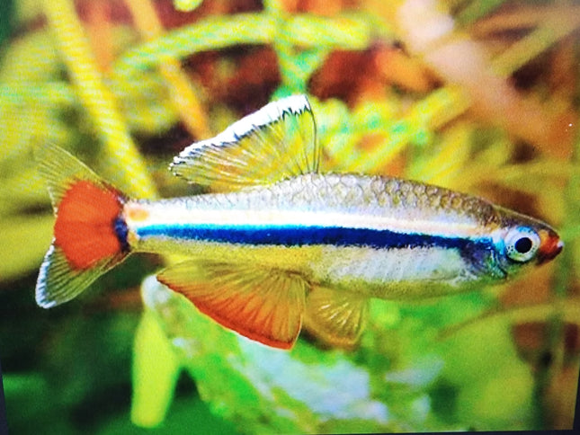Vietnamese white cloud minnow 2.5cm