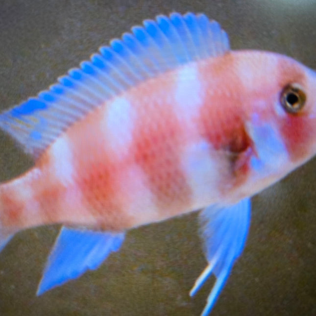 Red Frontosa 3-4cm