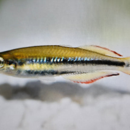 Madagascar rainbow 3-4cm