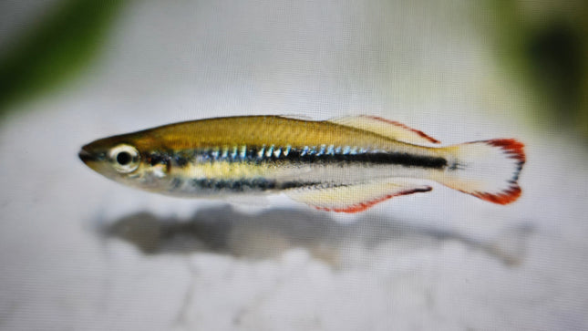 Madagascar rainbow 3-4cm