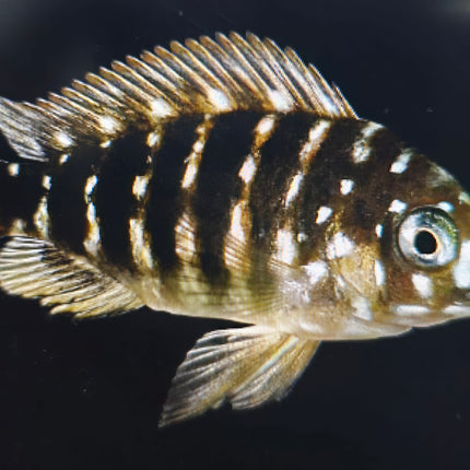 Tropheus duboisi cichlid 4cm