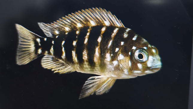 Tropheus duboisi cichlid 4cm