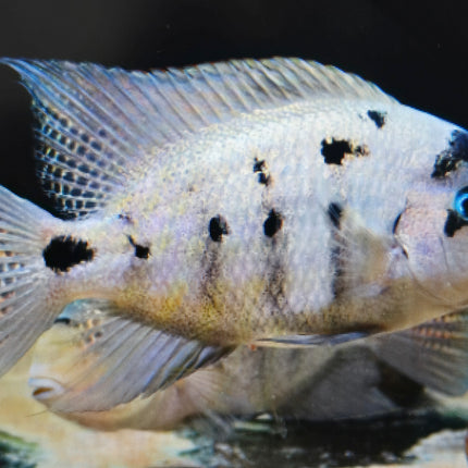 Vieja Argentea cichlid 7-8cm