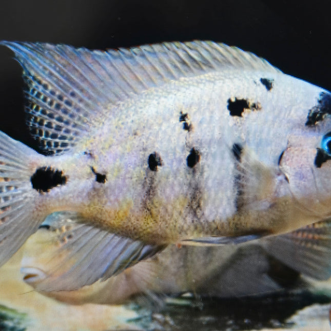 Vieja Argentea cichlid 7-8cm
