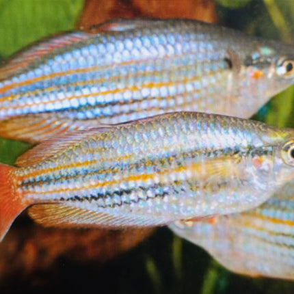 Melatanaenia macculloch rainbow 3cm