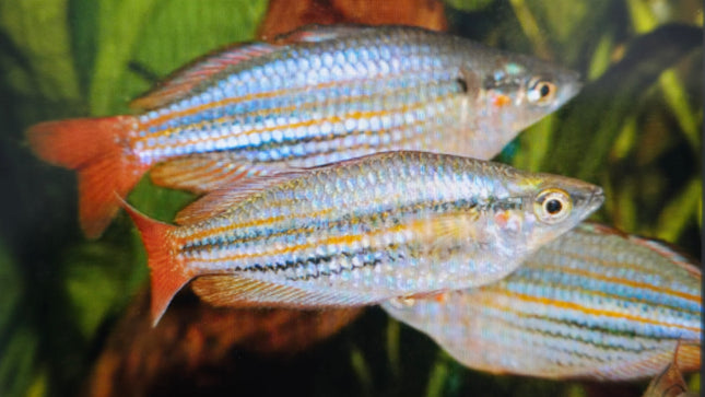 Melatanaenia macculloch rainbow 3cm