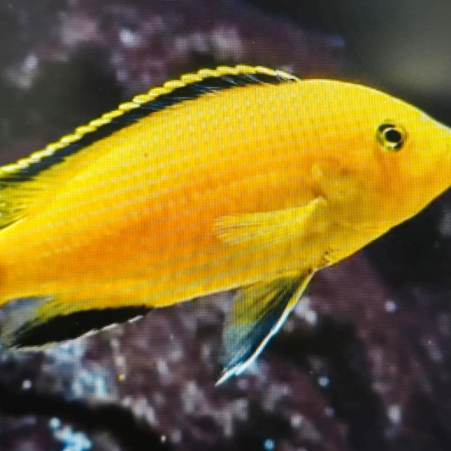 Yellow prince cichlid 5-6cm