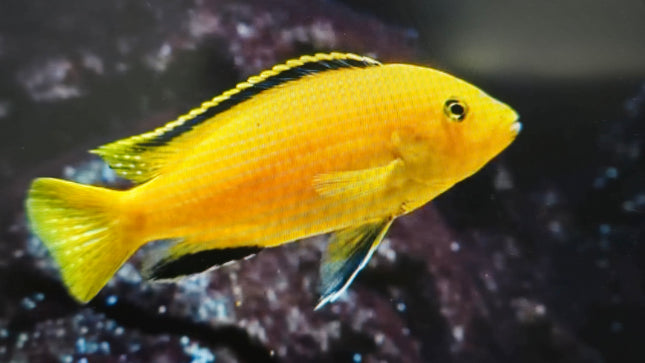 Yellow prince cichlid 5-6cm