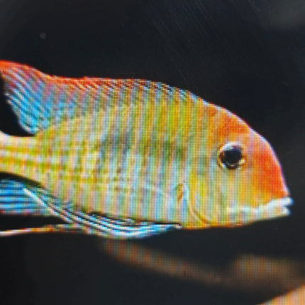 Red head tapajos Cichlid 2", 4"