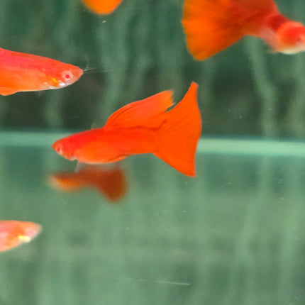 Albino full red guppy 2.5cm pairs