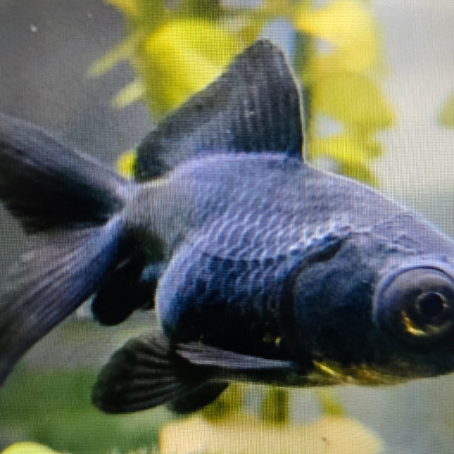 Black butterfly goldfish