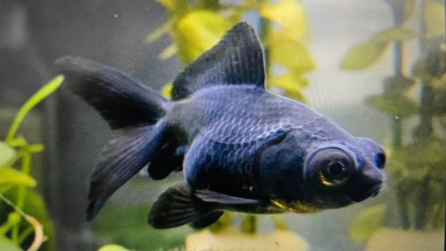 Black butterfly goldfish