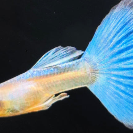 Albino Japan blue guppy 3cm pairs