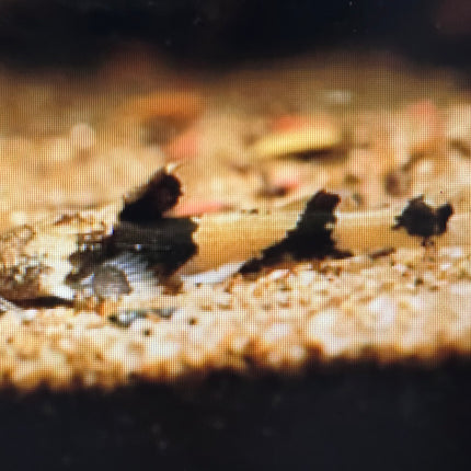 Akysis preshadi catfish 2-3cm