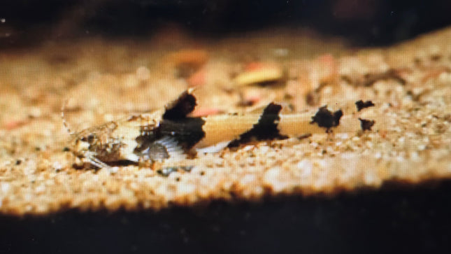 Akysis preshadi catfish 2-3cm